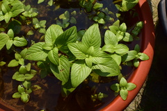 Limnophila rugosa