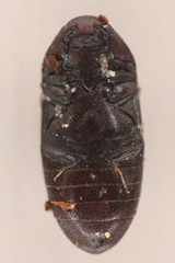 Aulonothroscus validus