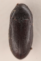 Aulonothroscus validus
