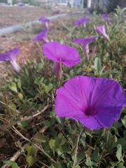 Ipomoea lozanii