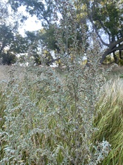 Artemisia absinthium