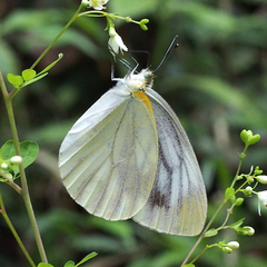 Pieris melete