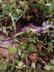 Ipomoea lozanii