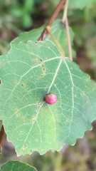 Harmandiola tremulae