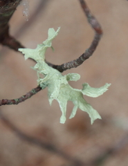 Ramalina americana