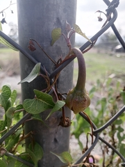 Ipomoea lozanii