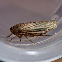 Streptanus aemulans
