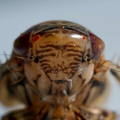 Streptanus aemulans