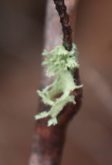 Ramalina americana