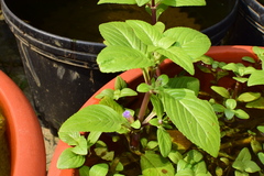 Limnophila rugosa