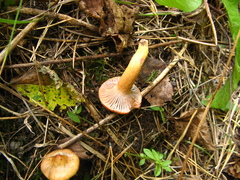 Chroogomphus rutilus