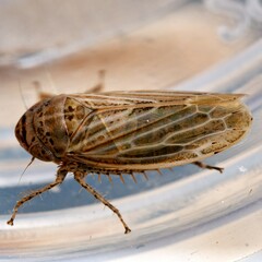 Streptanus aemulans