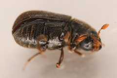 Polygraphus rufipennis