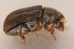 Polygraphus rufipennis