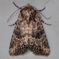 Hexorthodes nipana
