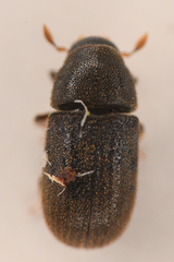 Polygraphus rufipennis