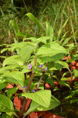 Limnophila rugosa