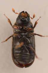 Polygraphus rufipennis