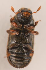 Polygraphus rufipennis