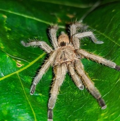 Dolichothele exilis
