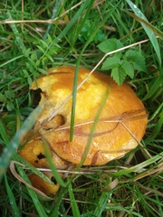 Suillus grevillei