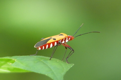 Dysdercus cingulatus