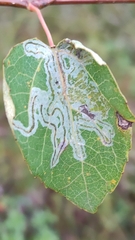 Phyllocnistis labyrinthella