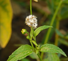Galinsoga parviflora
