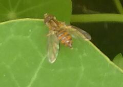 Syrphidae