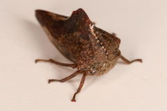 Telamonini