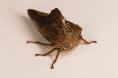 Telamonini