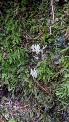 Clavulina rugosa