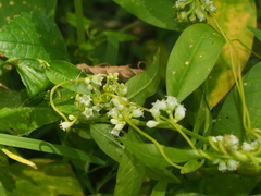 Cuscuta gronovii