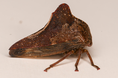 Telamonini
