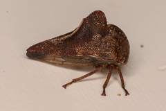 Telamonini