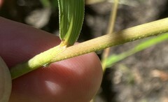 Leersia oryzoides