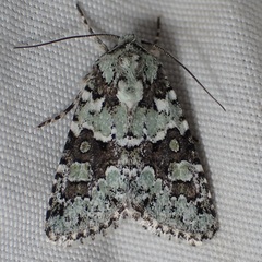 Lacinipolia