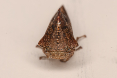 Telamonini