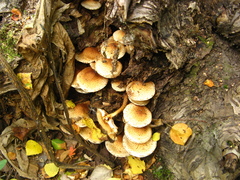 Pholiota