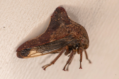 Telamonini