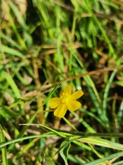 Ranunculus flammula