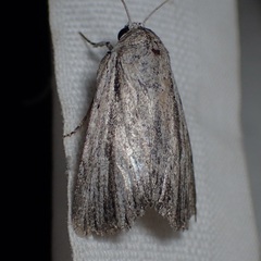 Catabenoides
