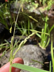 Leersia oryzoides