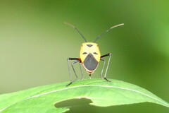 Dysdercus cingulatus