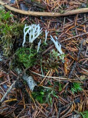 Clavulina rugosa