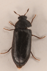 Attagenus