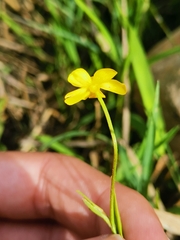 Ranunculus flammula