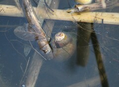 Planorbella trivolvis