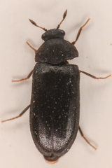 Attagenus