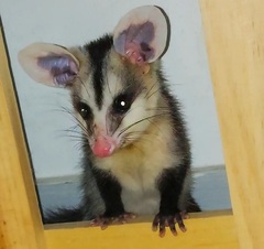 Didelphis albiventris